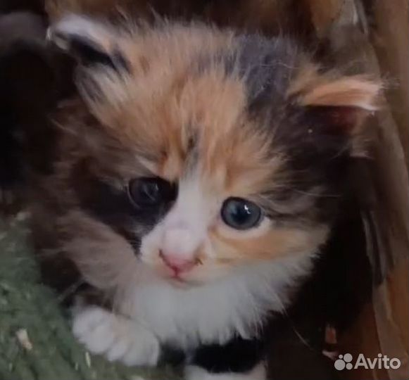 Отдам котят