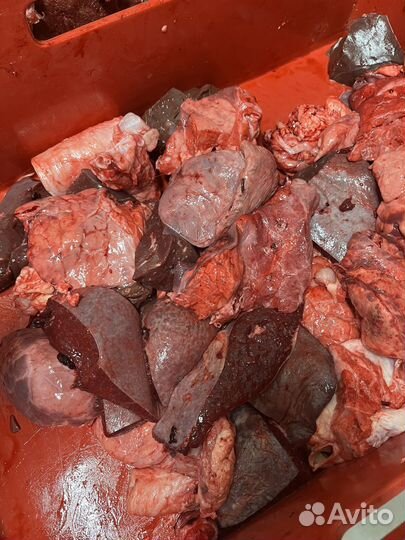 Ливер для собак