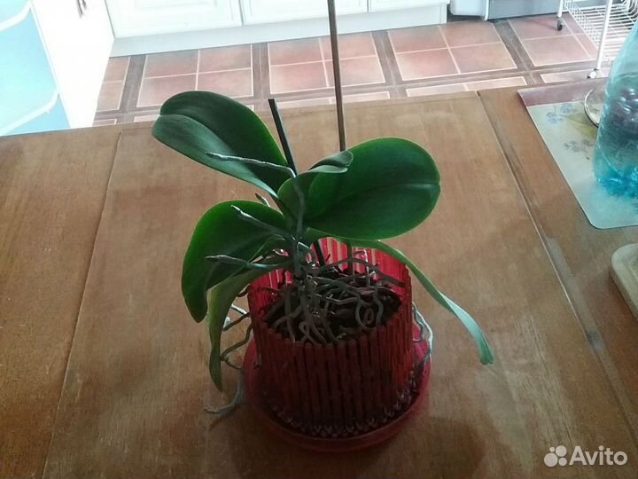 Драцена и две орхидеи