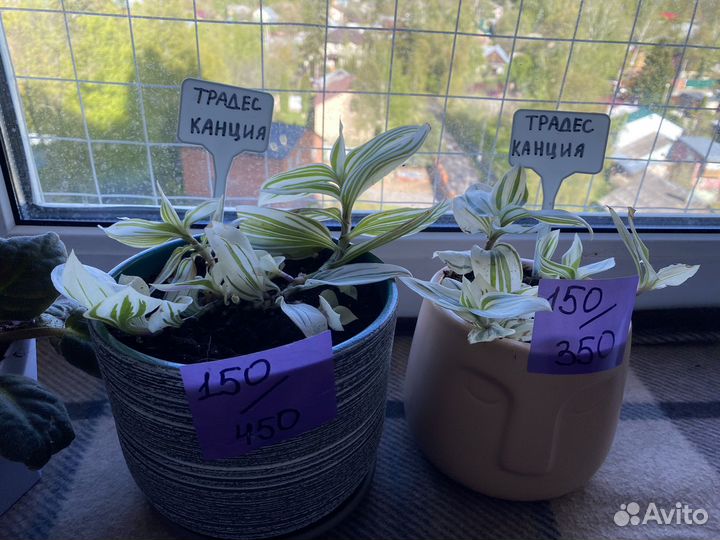 Комнатные растения