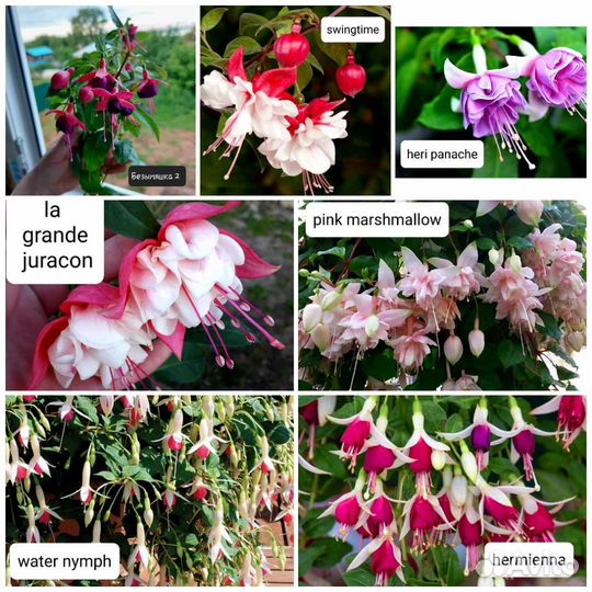 Фуксия 61 сорт