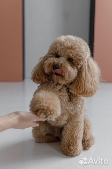 Модель собака для фотосессий