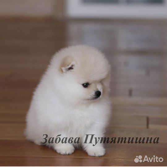 Мальчик карликовый шпиц