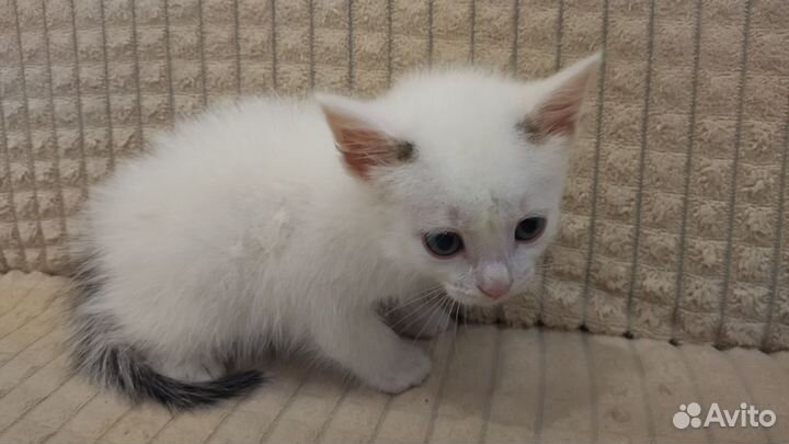 Найден котёнок