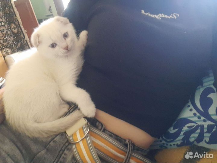 Британская кошка