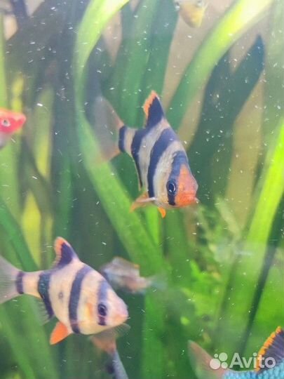 Аквариумные рыбки