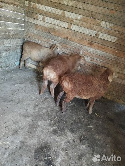 Овцы бараны ягнята