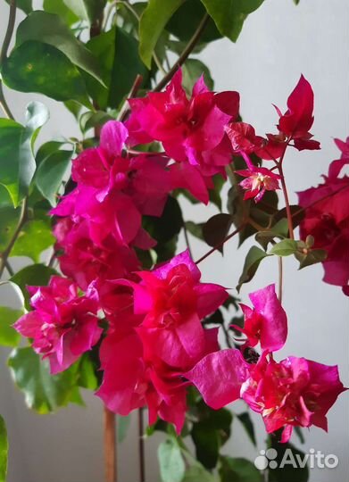 Бугенвиллия, свинчатка