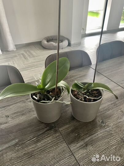 Домашние цветы и горшки