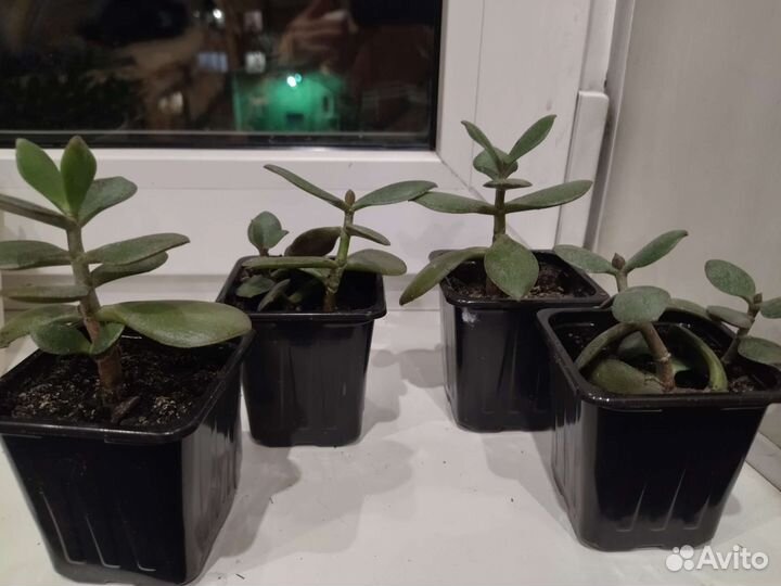 Крассула толстянка