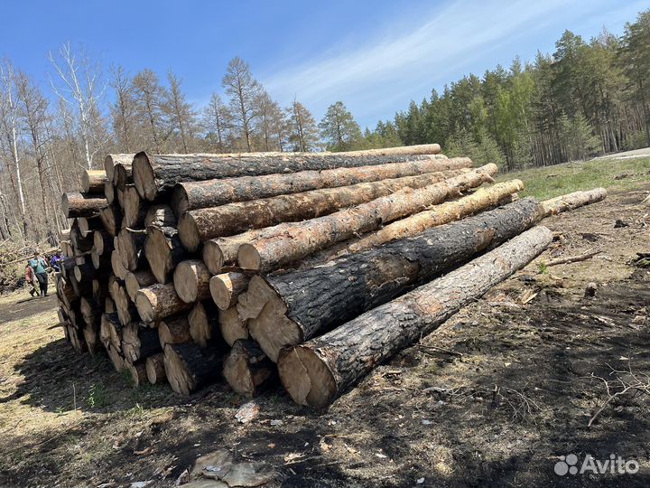 Лес кругляк сосна