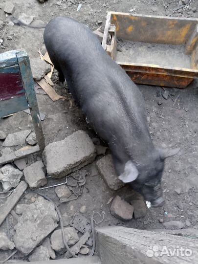 Вьетнамский вислобрюхий хряк