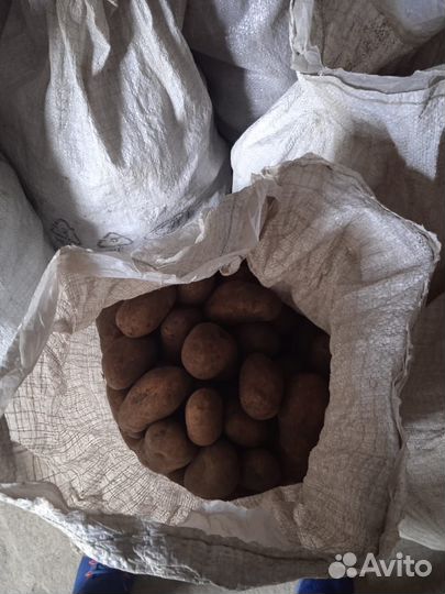 Продукты питания