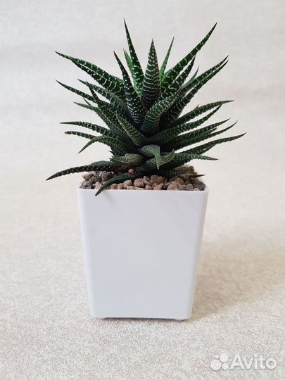 Суккуленты: хавортии, крассулы, адромискусы и др