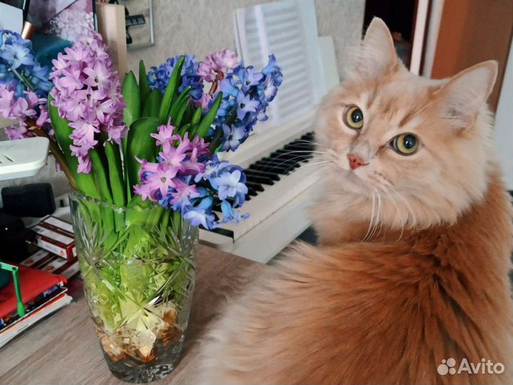Хороший кот в добрые руки