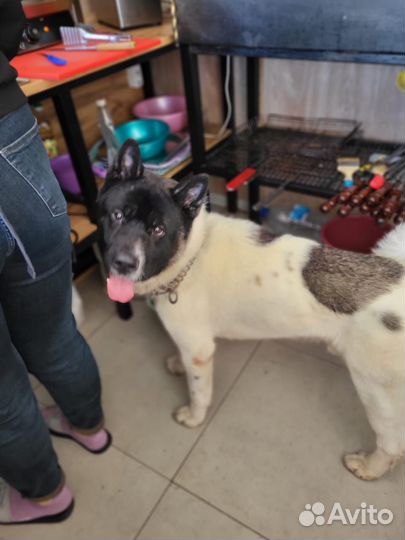 Акита мальчик ищет хозяина