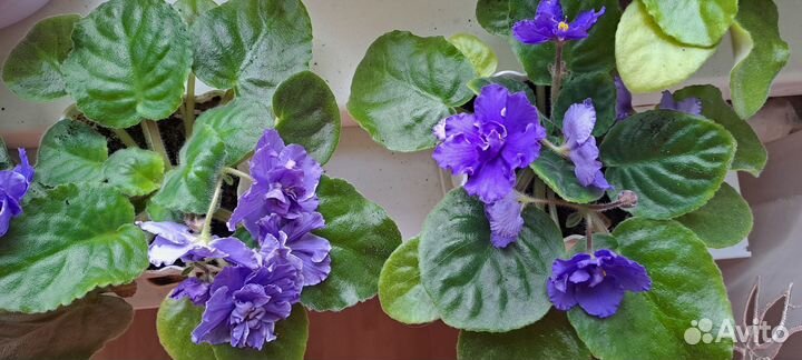 Комнатные растения цветы