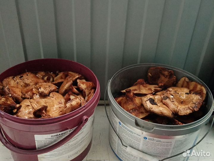 Грибы коровники свежие