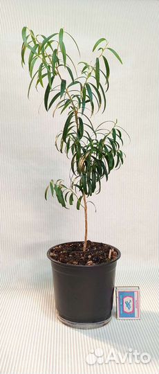 Каллистемон, комнатные растения, Миртовые