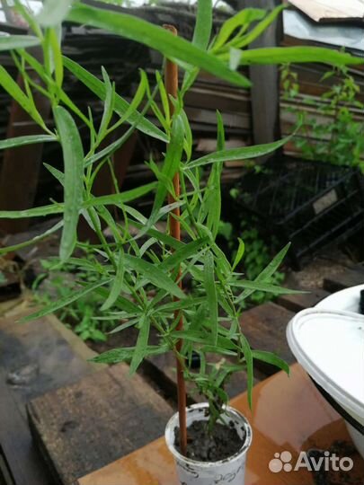 Лук шнитт и лук Слизун