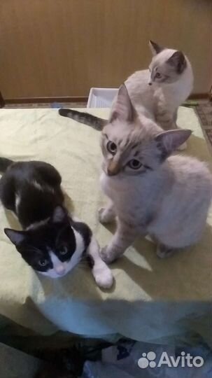 Котята в свободные руки