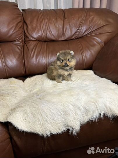 Рыжий мишка