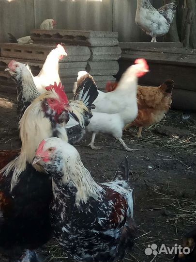 Петухи