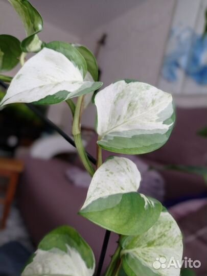 Эпипремнумы Marble Apple, White panther, Cebu Blue