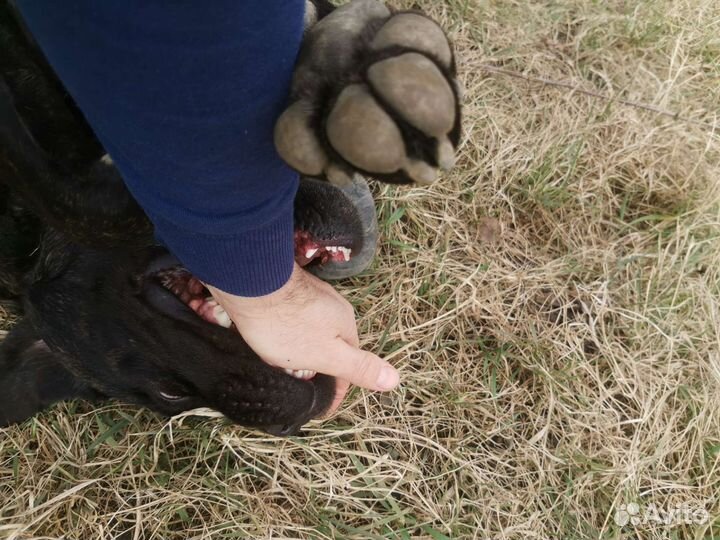Кане Корсо вязка