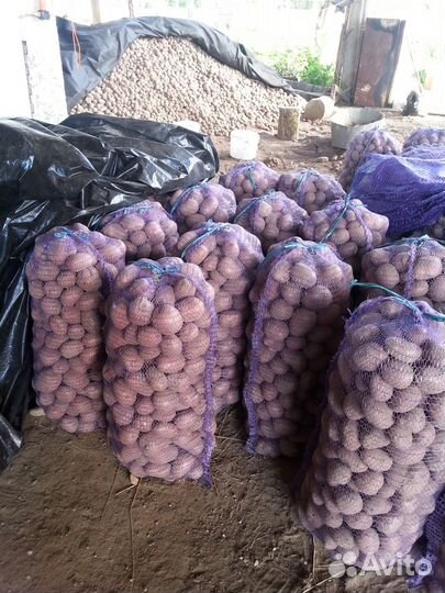 Картофель беллароза, гала, вега на еду,на семена