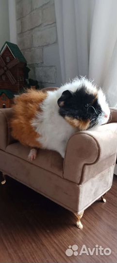 Морская свинка плюшевые