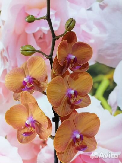 Комнатные растения цветы орхидея