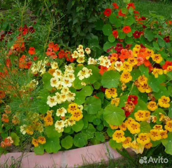 Капуста,дыни,томат,петунья тайдал,астра,настурция