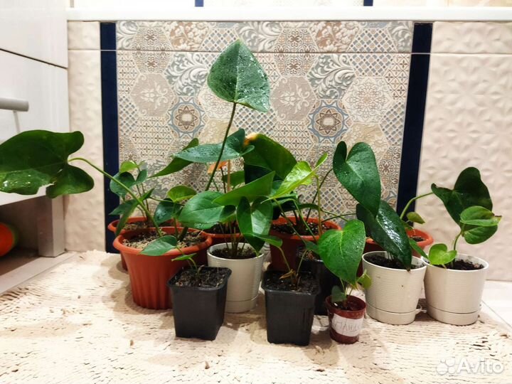 Антуриум Пандола