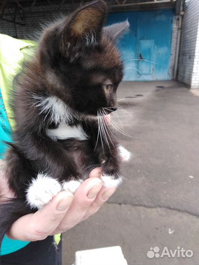 Котенок мальчик в ответственные руки