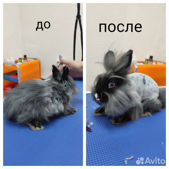 Груминг, стрижка собак, кошек и кроликов Приокский