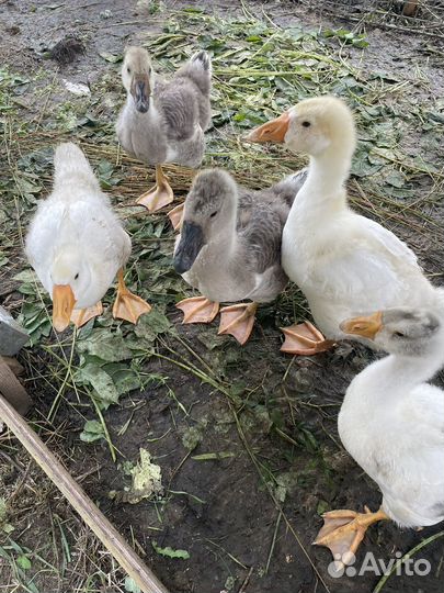 Холмогорские гусята