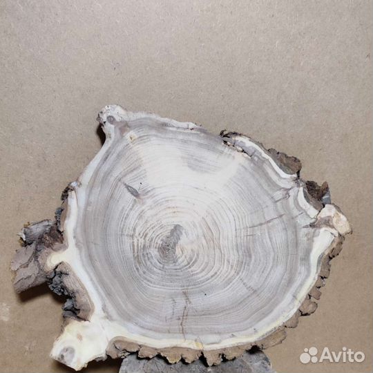 Слэб карагача