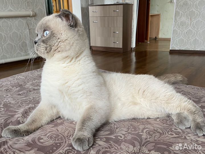 Британский кот вязка