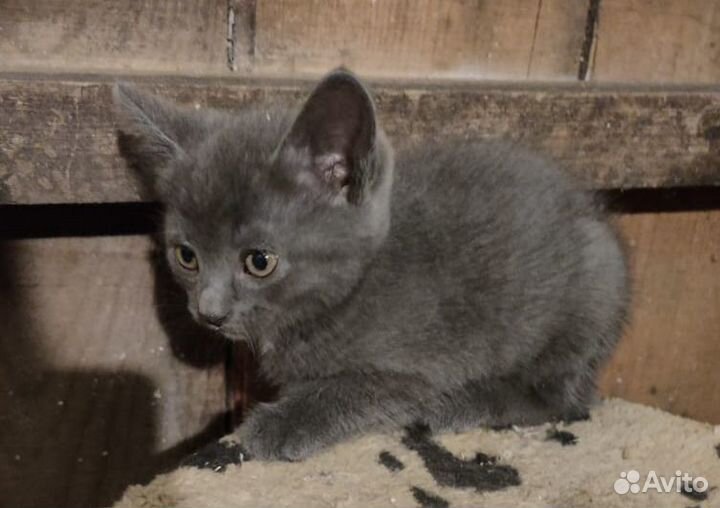 Котята бесплатно