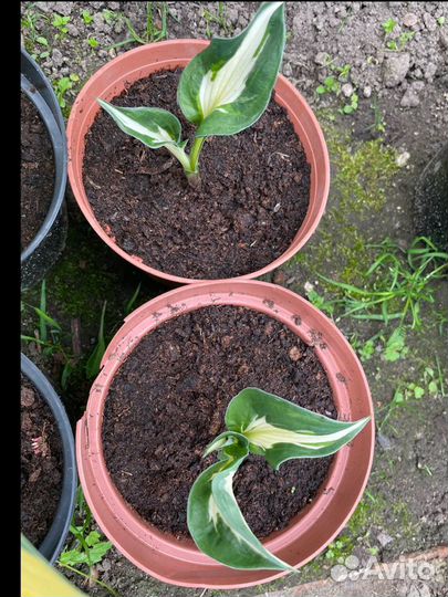 Хоста гибридная