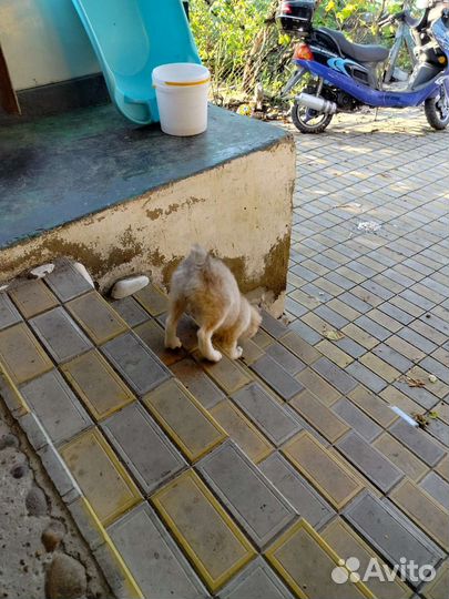 Лайка Помесь