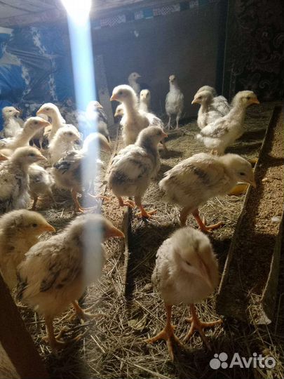 Куры молодки