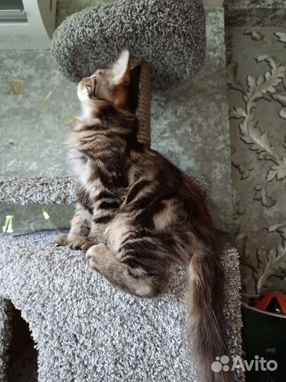 Мейн-кун котёнок котик