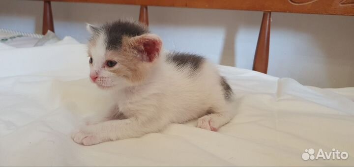 Котята без породы