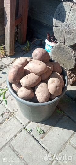 Картофель с доставкой