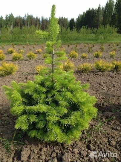 Саженцы пихты, ели, сосны до 3м