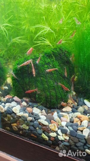 Креветки вишня