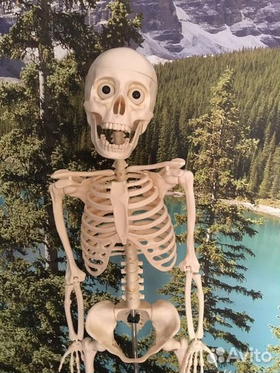 Конструктор скелет человека