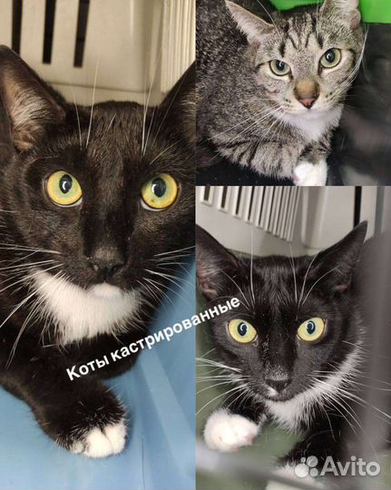 Коты бесплатно, кошка в добрые руки